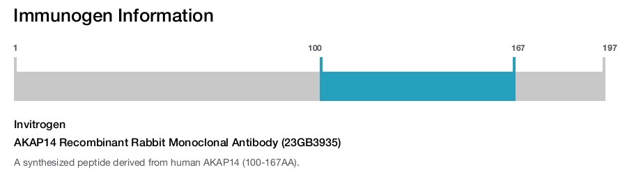AKAP14 Recombinant Rabbit Monoclonal Antibody (23GB3935)