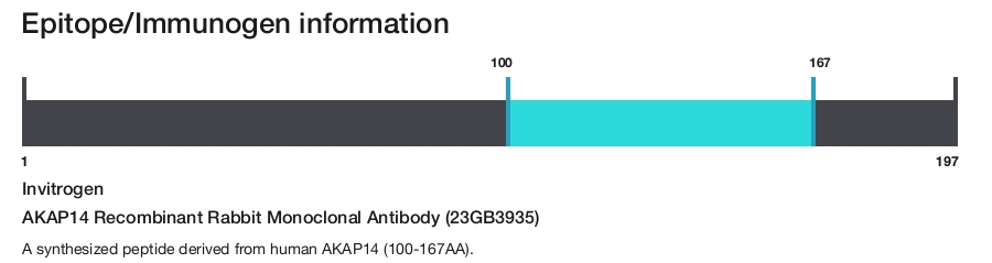 AKAP14 Recombinant Rabbit Monoclonal Antibody (23GB3935)