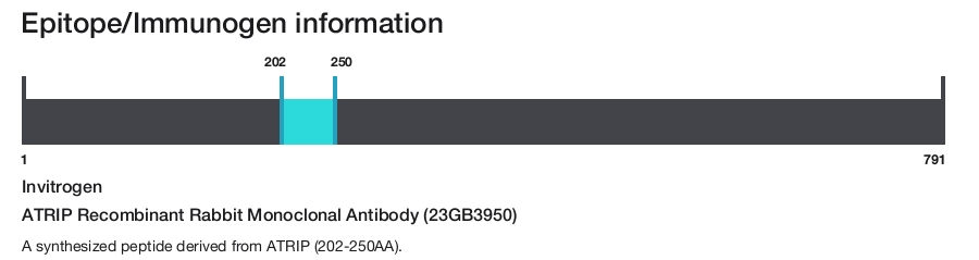 ATRIP Recombinant Rabbit Monoclonal Antibody (23GB3950)