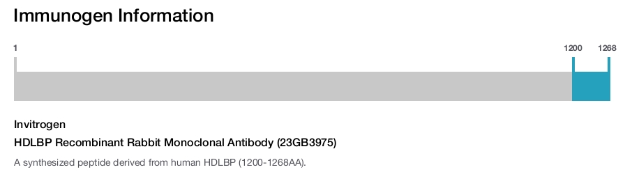 HDLBP Recombinant Rabbit Monoclonal Antibody (23GB3975)