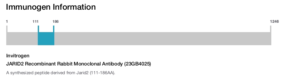 JARID2 Recombinant Rabbit Monoclonal Antibody (23GB4025)