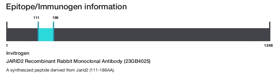 JARID2 Recombinant Rabbit Monoclonal Antibody (23GB4025)