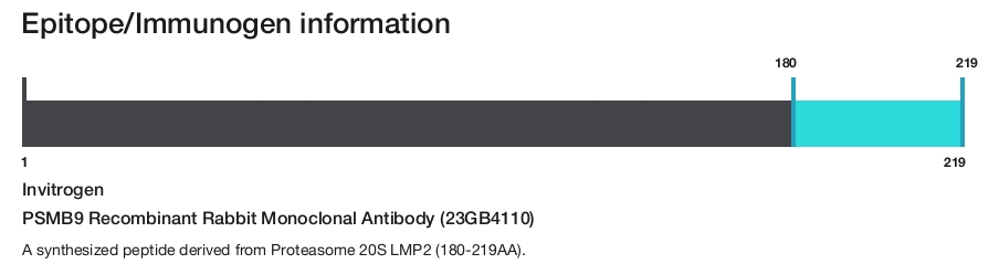 PSMB9 Recombinant Rabbit Monoclonal Antibody (23GB4110)