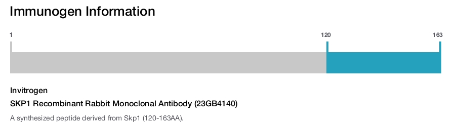 SKP1 Recombinant Rabbit Monoclonal Antibody (23GB4140)