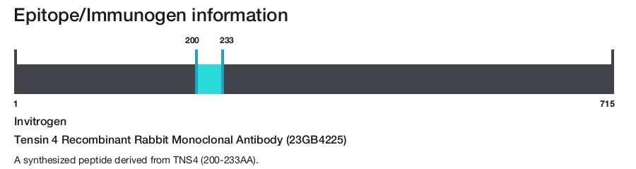 Tensin 4 Recombinant Rabbit Monoclonal Antibody (23GB4225)