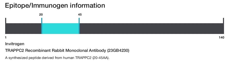 TRAPPC2 Recombinant Rabbit Monoclonal Antibody (23GB4230)