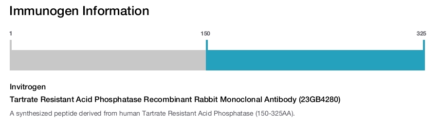 Tartrate Resistant Acid Phosphatase Recombinant Rabbit Monoclonal Antibody (23GB4280)