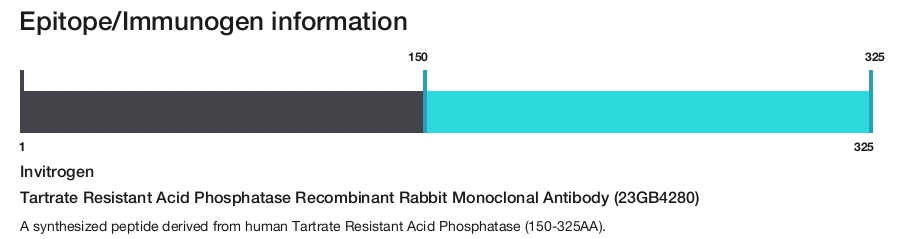 Tartrate Resistant Acid Phosphatase Recombinant Rabbit Monoclonal Antibody (23GB4280)