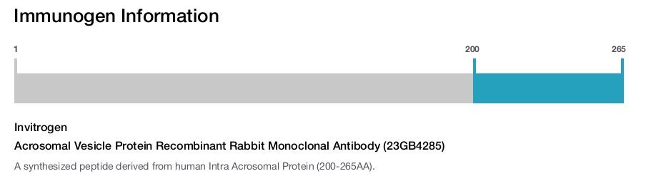 Acrosomal Vesicle Protein Recombinant Rabbit Monoclonal Antibody (23GB4285)