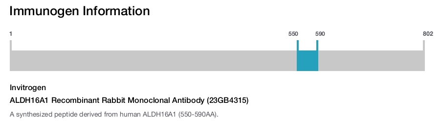 ALDH16A1 Recombinant Rabbit Monoclonal Antibody (23GB4315)