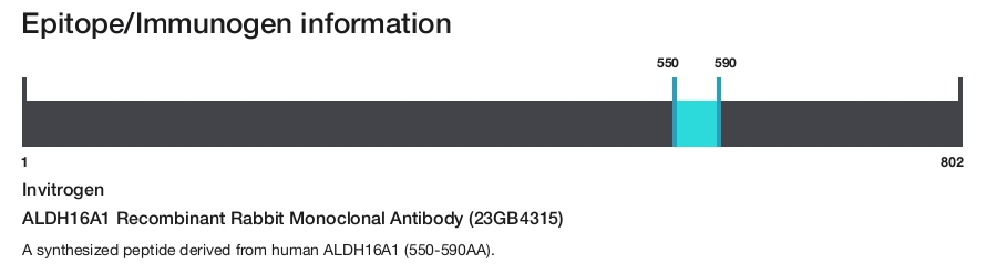 ALDH16A1 Recombinant Rabbit Monoclonal Antibody (23GB4315)