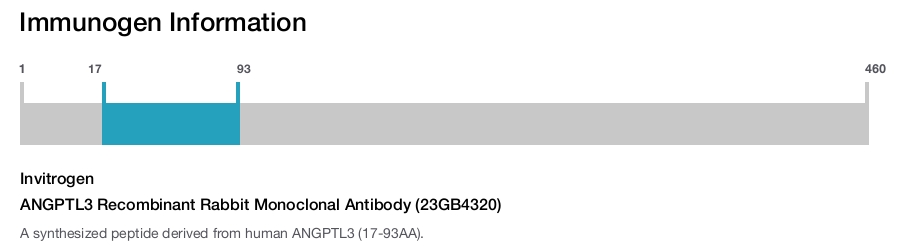 ANGPTL3 Recombinant Rabbit Monoclonal Antibody (23GB4320)