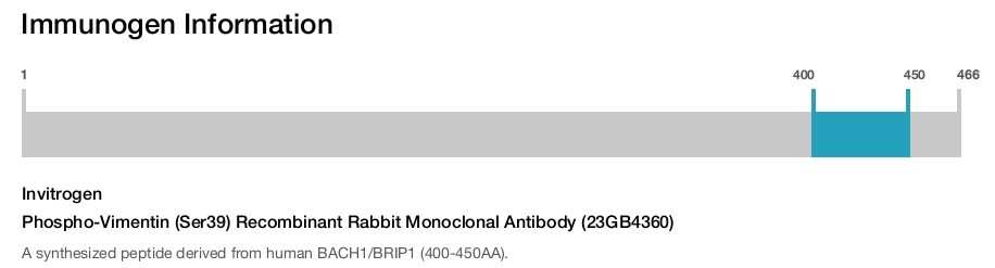 Phospho-Vimentin (Ser39) Recombinant Rabbit Monoclonal Antibody (23GB4360)
