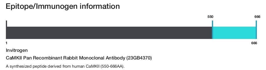 CaMKII Pan Recombinant Rabbit Monoclonal Antibody (23GB4370)