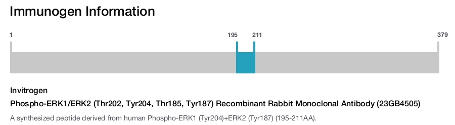 Phospho-ERK1/ERK2 (Thr202, Tyr204, Thr185, Tyr187) Recombinant Rabbit Monoclonal Antibody (23GB4505)
