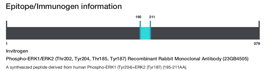 Phospho-ERK1/ERK2 (Thr202, Tyr204, Thr185, Tyr187) Recombinant Rabbit Monoclonal Antibody (23GB4505)