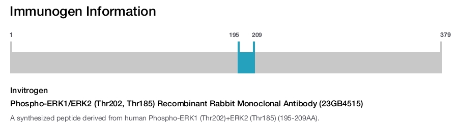 Phospho-ERK1/ERK2 (Thr202, Thr185) Recombinant Rabbit Monoclonal Antibody (23GB4515)