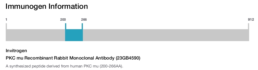PKC mu Recombinant Rabbit Monoclonal Antibody (23GB4590)