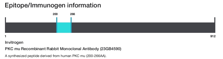 PKC mu Recombinant Rabbit Monoclonal Antibody (23GB4590)