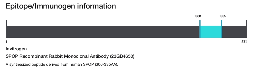SPOP Recombinant Rabbit Monoclonal Antibody (23GB4650)