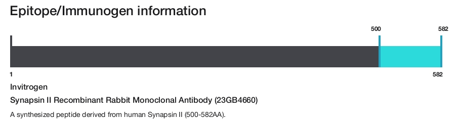 Synapsin II Recombinant Rabbit Monoclonal Antibody (23GB4660)
