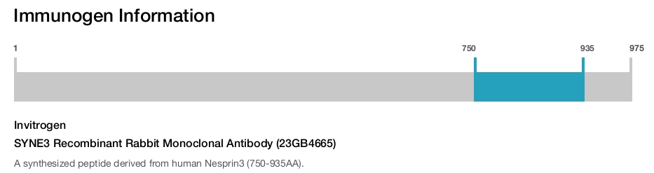 SYNE3 Recombinant Rabbit Monoclonal Antibody (23GB4665)