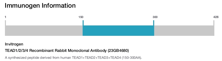 TEAD1/2/3/4 Recombinant Rabbit Monoclonal Antibody (23GB4680)