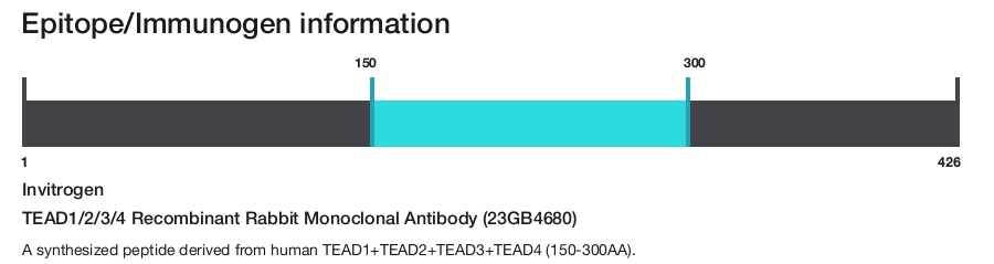 TEAD1/2/3/4 Recombinant Rabbit Monoclonal Antibody (23GB4680)
