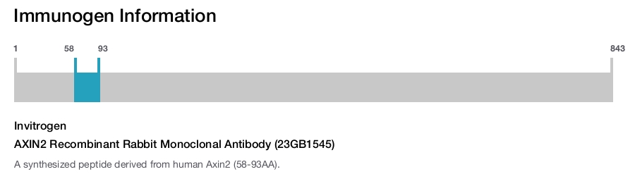 AXIN2 Recombinant Rabbit Monoclonal Antibody (23GB1545)