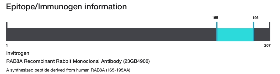 RAB8A Recombinant Rabbit Monoclonal Antibody (23GB4900)