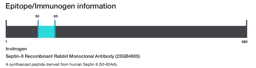 Septin-8 Recombinant Rabbit Monoclonal Antibody (23GB4905)
