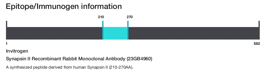Synapsin II Recombinant Rabbit Monoclonal Antibody (23GB4960)