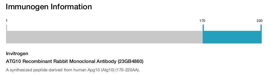 ATG10 Recombinant Rabbit Monoclonal Antibody (23GB4860)