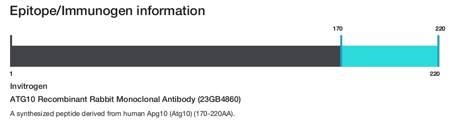 ATG10 Recombinant Rabbit Monoclonal Antibody (23GB4860)