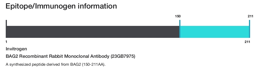 BAG2 Recombinant Rabbit Monoclonal Antibody (23GB7975)