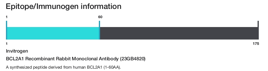 BCL2A1 Recombinant Rabbit Monoclonal Antibody (23GB4820)