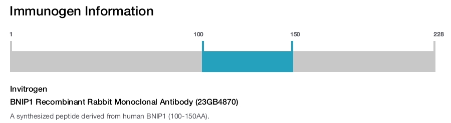 BNIP1 Recombinant Rabbit Monoclonal Antibody (23GB4870)