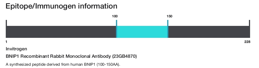 BNIP1 Recombinant Rabbit Monoclonal Antibody (23GB4870)
