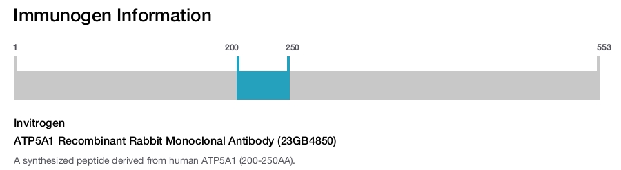 ATP5A1 Recombinant Rabbit Monoclonal Antibody (23GB4850)