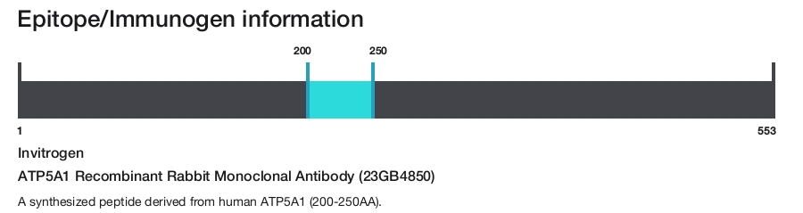 ATP5A1 Recombinant Rabbit Monoclonal Antibody (23GB4850)