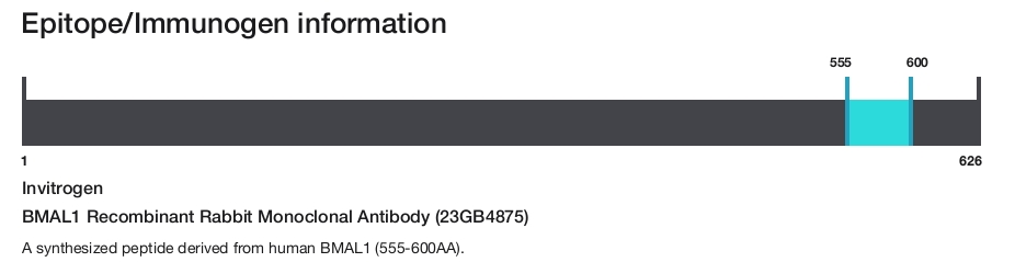 BMAL1 Recombinant Rabbit Monoclonal Antibody (23GB4875)