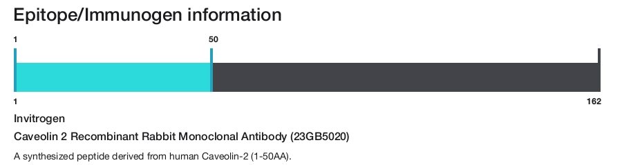 Caveolin 2 Recombinant Rabbit Monoclonal Antibody (23GB5020)