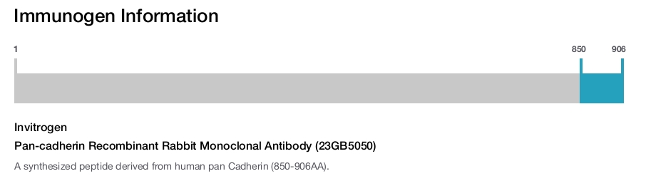 Pan-cadherin Recombinant Rabbit Monoclonal Antibody (23GB5050)