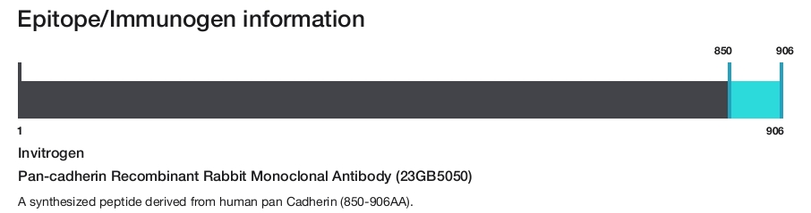 Pan-cadherin Recombinant Rabbit Monoclonal Antibody (23GB5050)