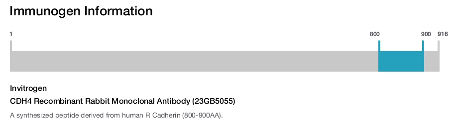 CDH4 Recombinant Rabbit Monoclonal Antibody (23GB5055)