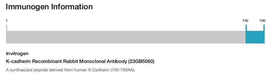 K-cadherin Recombinant Rabbit Monoclonal Antibody (23GB5060)