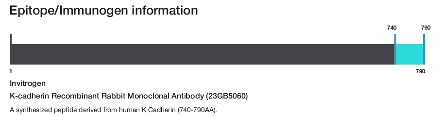 K-cadherin Recombinant Rabbit Monoclonal Antibody (23GB5060)