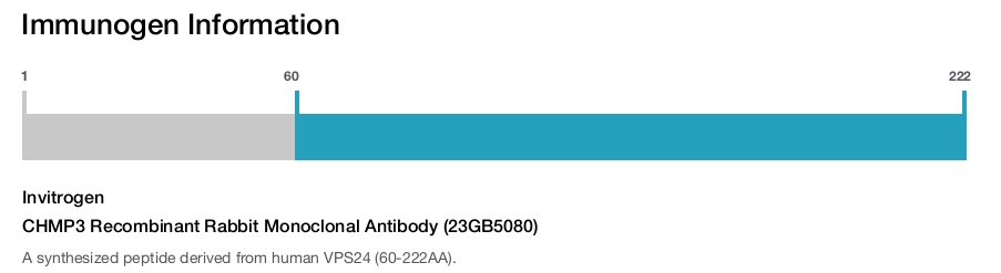 CHMP3 Recombinant Rabbit Monoclonal Antibody (23GB5080)