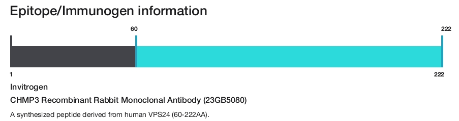 CHMP3 Recombinant Rabbit Monoclonal Antibody (23GB5080)