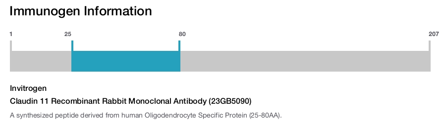 Claudin 11 Recombinant Rabbit Monoclonal Antibody (23GB5090)